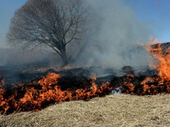 Сжигание сухой травы под запретом.